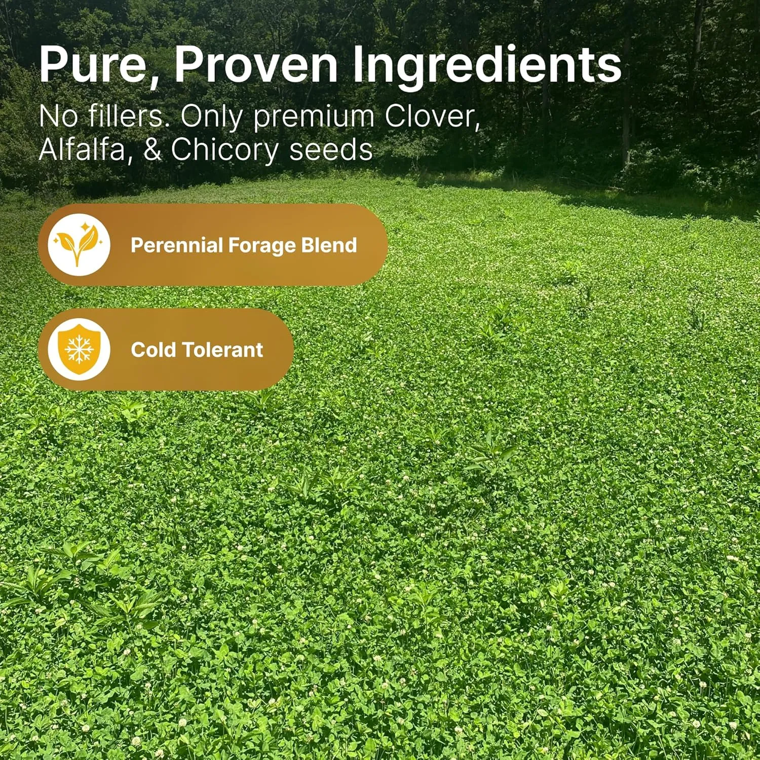 HIT LIST SEED® Alfalfa   Clover Food Plot Seeds for Deer [Perennial] - Food Plot Seed Perennial - Deer Plot Seed Mix - Ladino/Red/Crimson Clover, Alfalfa, Chicory - Spring & Fall Planting - 5 lbs